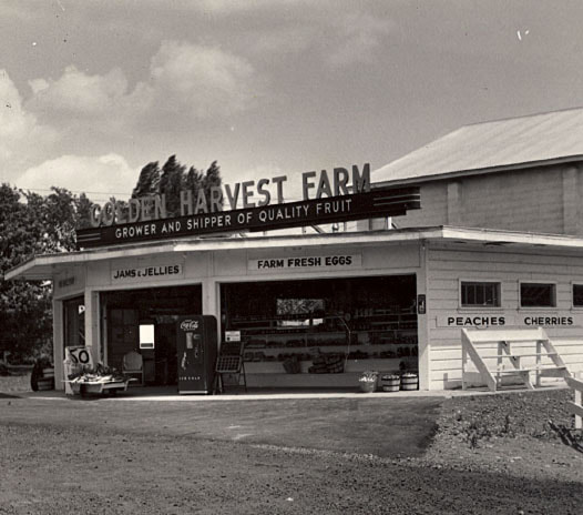 Golden Harvest Farms roadside market, 1957